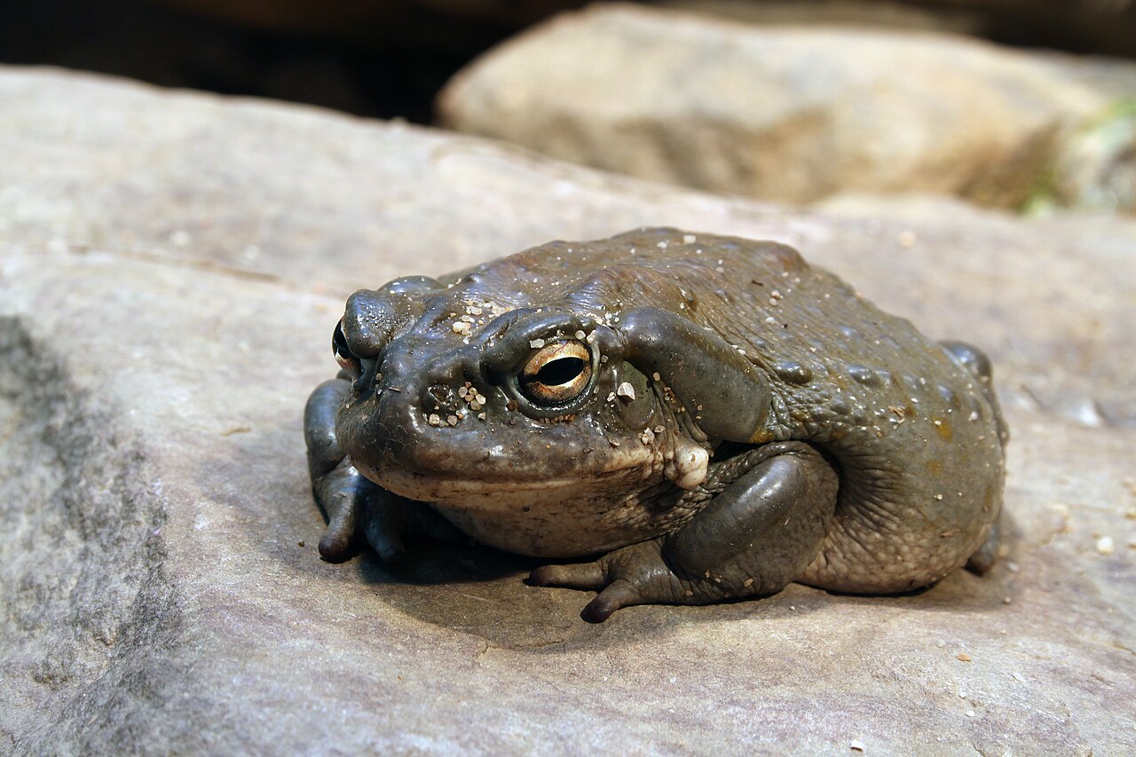 Bufo Alvarius toad, sacred medicine of the ceremony